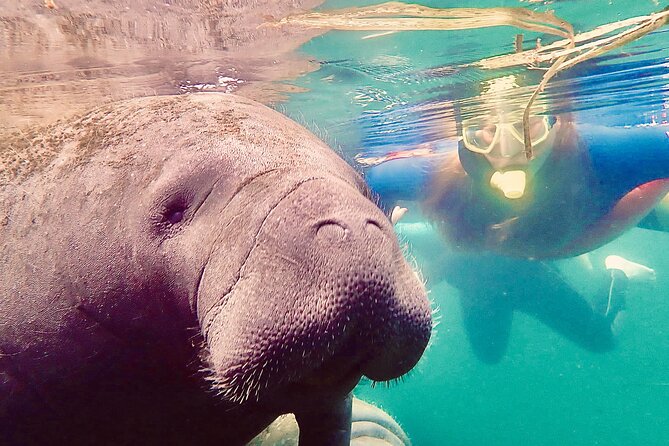 Manatee Snorkel Tour From American Pro Diving Center - Sum Up