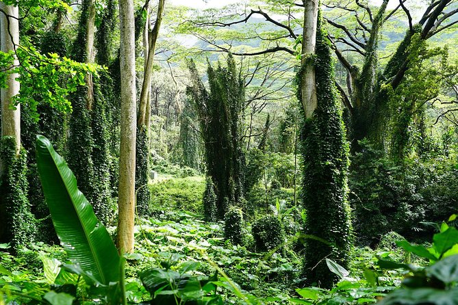 Manoa Waterfall Hike With Healthy Lunch Included From Waikiki - Directions to Manoa Waterfall