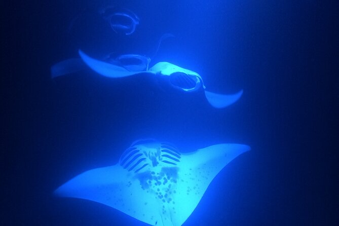 Manta Ray Snorkeling by Night in Kailua-Kona, Hawaii - Logistics and Meeting Point Information