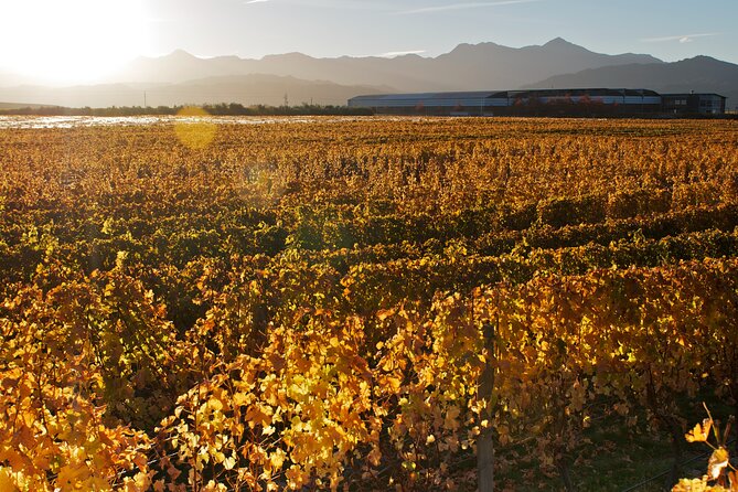 Marlborough Discovery Full Day Wine Tour - Blenheim - Booking Details