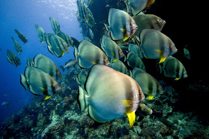 Menjangan Island for Certified Scuba Divers Full Day Boat Trip, 2 Dives Lunch - Customer Reviews