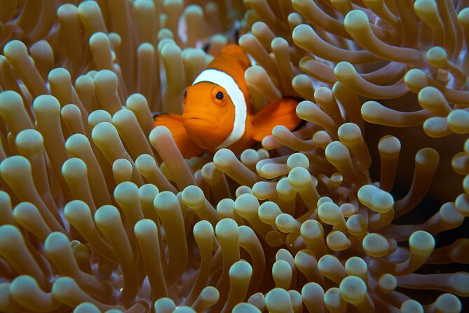 Menjangan Island Snorkeling Full Day Boat Trip - Return to Meeting Point