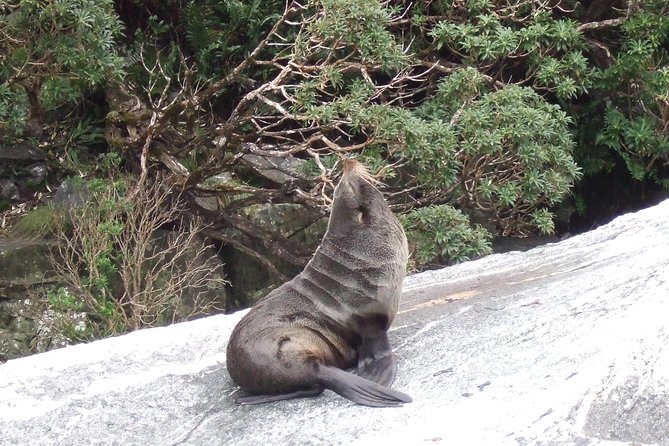 Milford Sound Glacier Flight & Cruise From Wanaka - Common questions