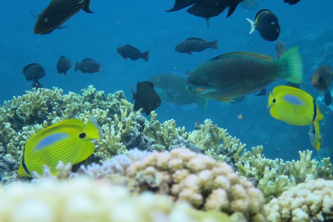 [Miyakojima Snorkel] Private Tour From 2 People Enjoy From 3 Years Old! Enjoy Nemo, Coral and Miyako - Common questions