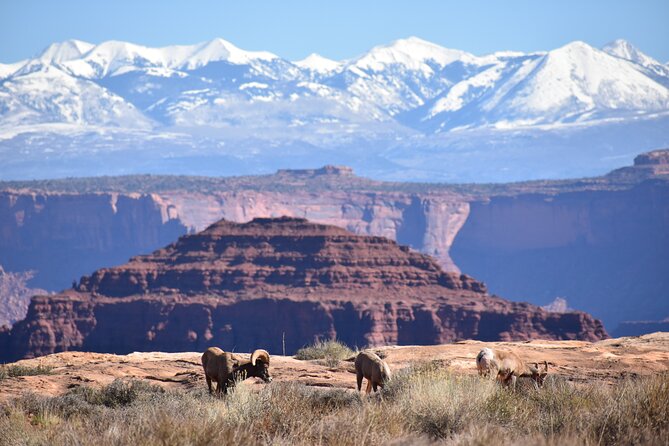 Moab Combo: Colorado River Rafting and Canyonlands 4X4 Tour - Safety and Refund Policy