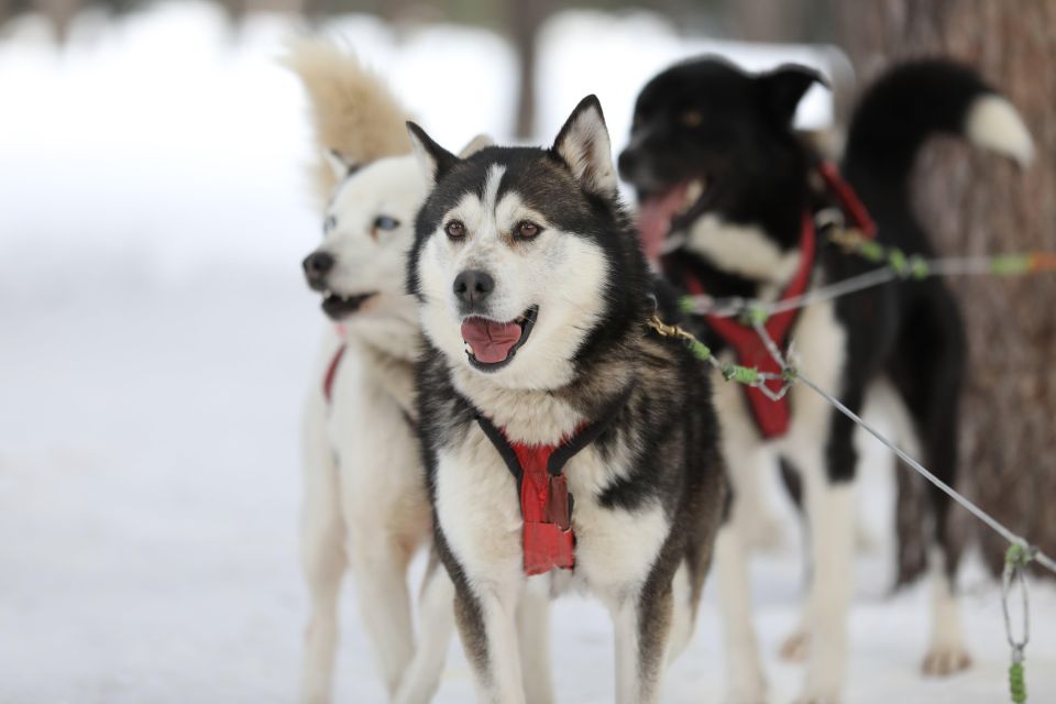 Mont-Tremblant: Dogsledding Experience - Sum Up