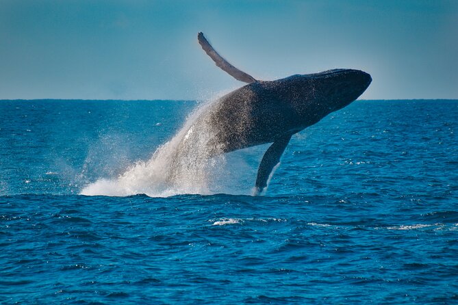 Mooloolaba Whale Watching Cruise - Directions