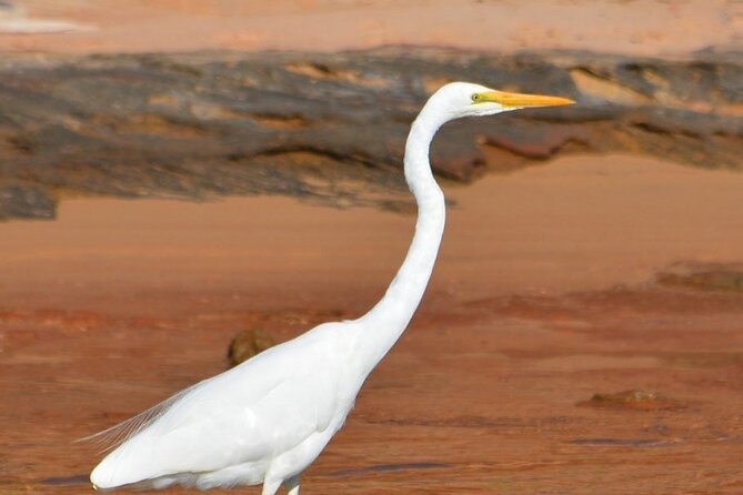 Morning Cruise on the Murchison River in Kalbarri (April to Nov) - Common questions