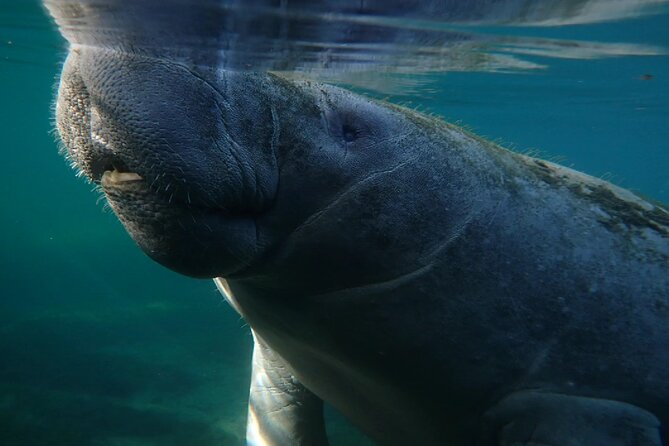 Morning Swim and Snorkel With Manatees-Guided Crystal River Tour - Customer Feedback and Pricing