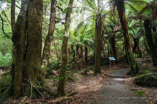 Mt Field and Styx Valley Photography Tour - Additional Information