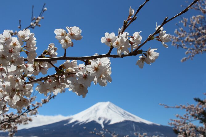 Mt. Fuji Cherry Blossom One Day Tour From Tokyo - Tour Guide Information
