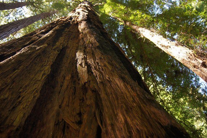 Muir Woods Tour of California Coastal Redwoods - Customer Experience