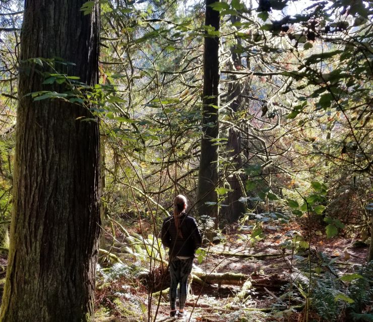 Mystical Rainforest Tour - Forest Magick - Booking Details