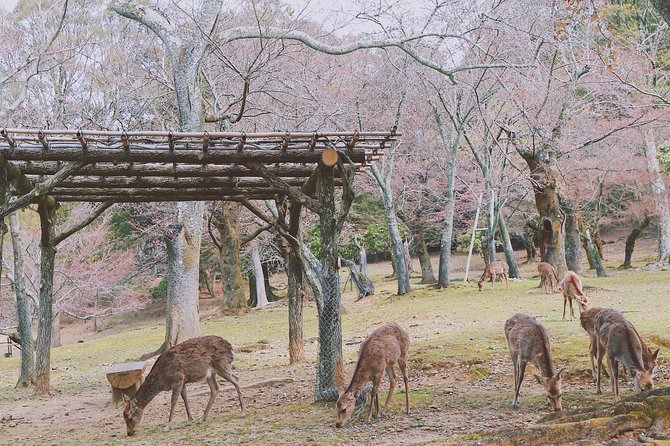 Nara Custom Full Day Tour - Directions