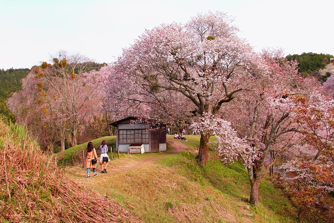 Nara Custom Half Day Tour - Common questions