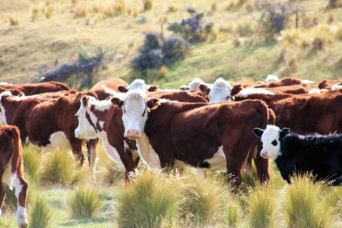 New Zealand Farm & Scenic Day Tour From Christchurch - Additional Information and Resources