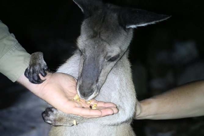 Nocturnal Wildlife Tour From Busselton or Dunsborough - Traveler Reviews and Testimonials