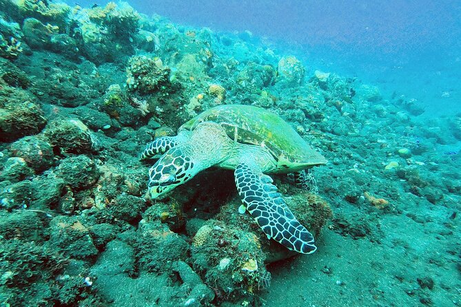 Nusa Penida: Unforgettable Snorkeling Adventure With 4 Spots - Common questions