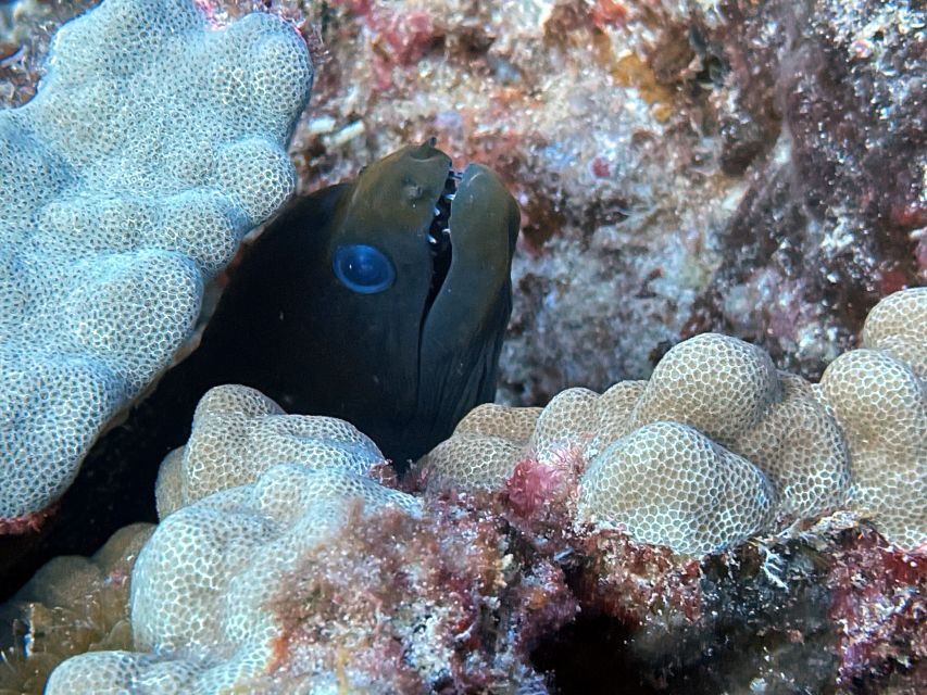 Oahu Night Dive: Adventure for Certified Divers - Sum Up