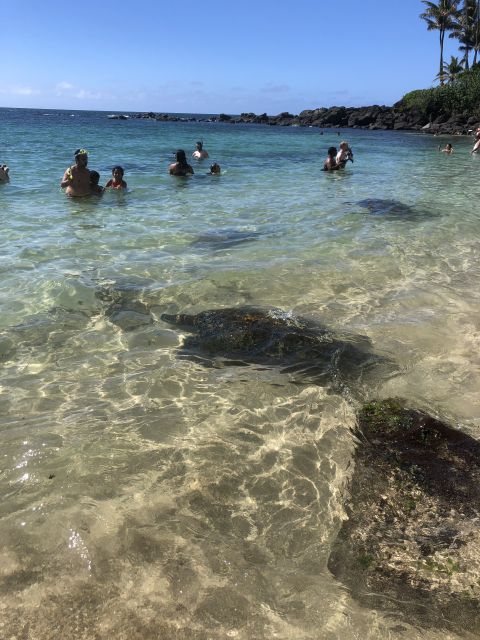 Oahu: Waimea Falls & North Shore Swim With Turtles Beach Day - Common questions
