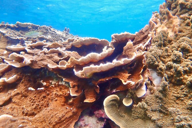 [Okinawa Miyako] Natural Aquarium! Tropical Snorkeling With Colorful Fish! - Legal Information