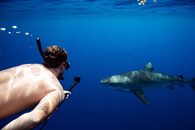 Open Water Shark Dive - Experience Highlights