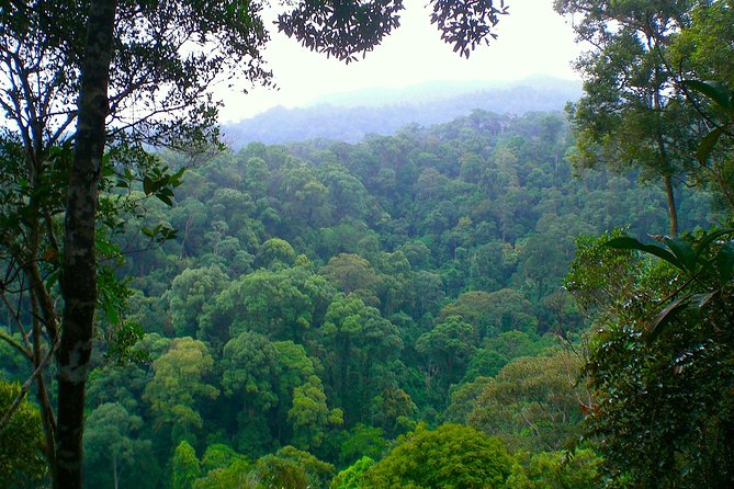 ORANGUTAN TREK (2D/1N) by EcoTravel Bukit Lawang - Important Considerations