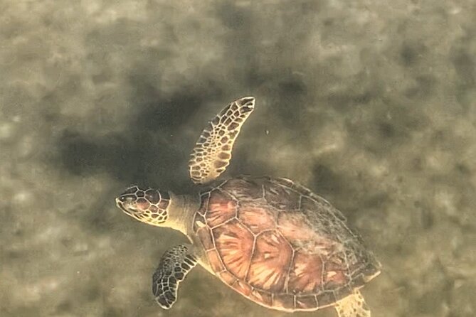 Paddle Boarding Eco Adventure Tour Jupiter Florida - Singer Island - Common questions