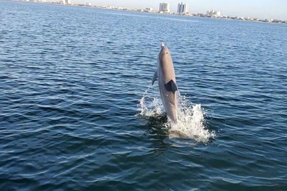 Pensacola Beach Sunset Dolphin Tour Private up to 6 Ppl - Key Points