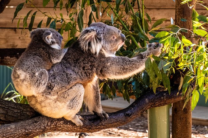 Phillip Island, Penguins, Koalas & Wildlife Tour - From Melbourne - Common questions