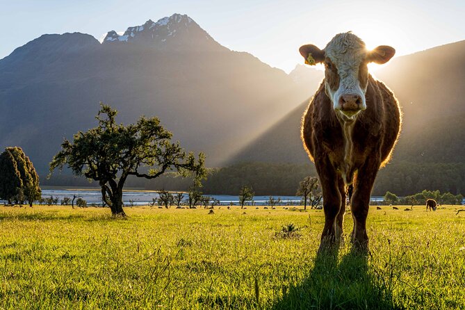 Photography Tour From Queenstown to Glenorchy - 1/2 Day - Accessibility Information