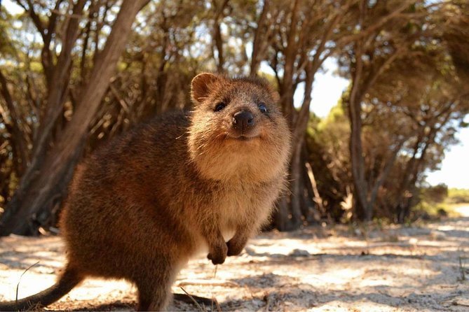 Pinnacles & Rottnest Island Scenic Air & Ground Tour - Sum Up