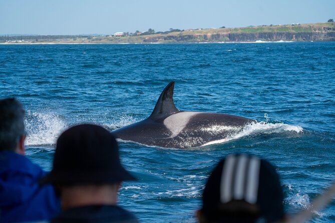 Premier Whale Watching Byron Bay - Common questions