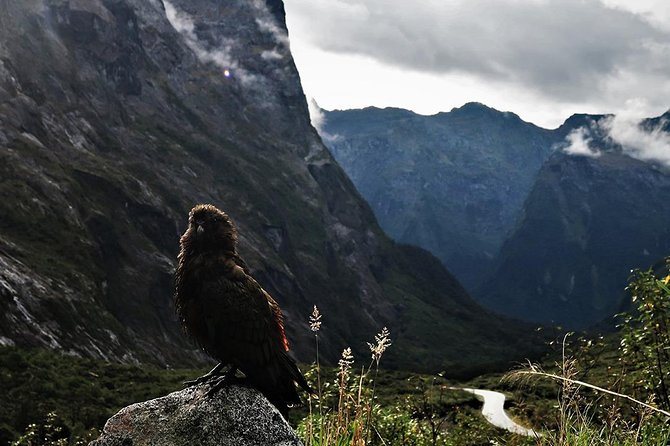 Premium Milford Sound Small Group Tour From Queenstown - Overall Recommendation