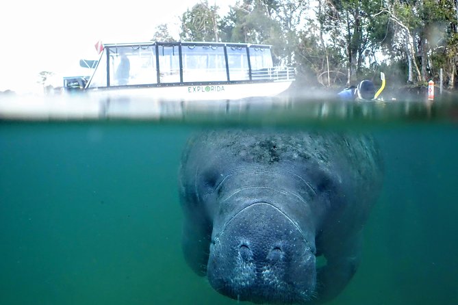 Private Manatee Tour for up to 10 - Inclusions Provided in the Tour