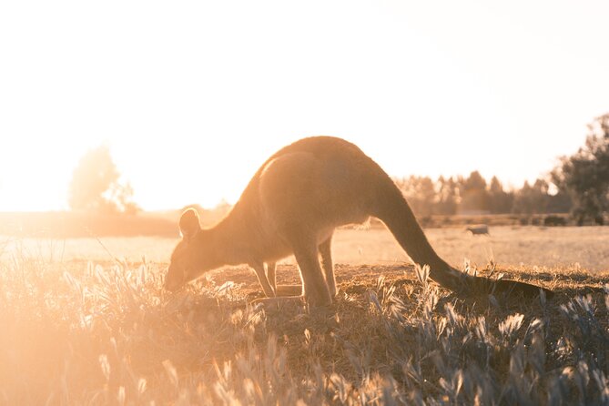 Private Phillip Island & Penguin Parade Hiking Tour From Melbourne - Additional Logistics Information