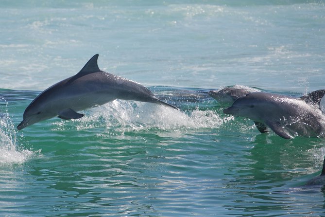 Private Port Stephens Day Trip From Sydney Incl Dolphin Cruise - Common questions