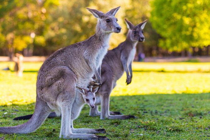 Private Three Day Great Ocean Road Tour - Common questions