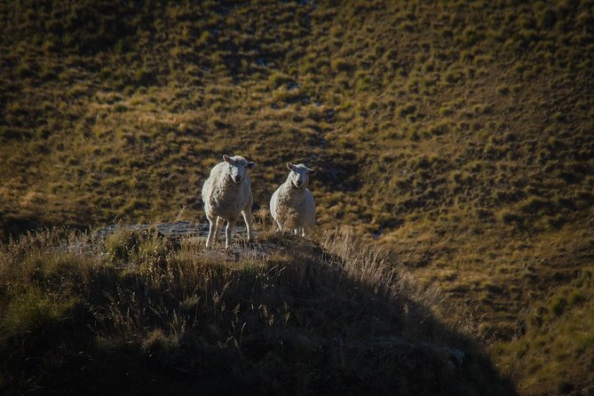 Private Tour Half Day Queenstown and Beyond Photography Tour - Pricing and Reviews