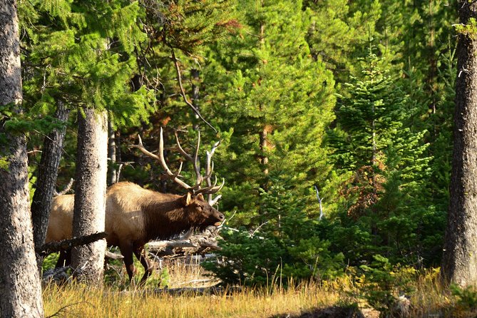 Private Yellowstone Wildlife Sightseeing Tour - Common questions