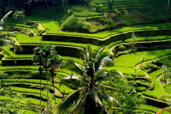 Sacred Monkey Forest Sanctuary - Rice Terrace - Waterfall -Temple - Common questions