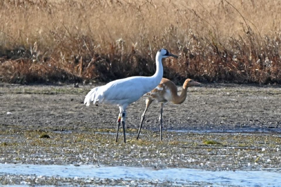 Saskatoon, Canada: 8-Hour Tour to View Whooping Cranes - Common questions