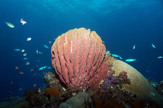 Scuba Diving at Tulamben USAT Liberty Wreck - Common questions