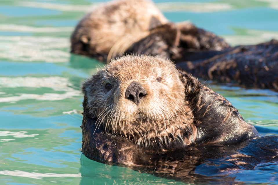 Seward: Kenai Fjords National Park 6-Hour Cruise - Sum Up