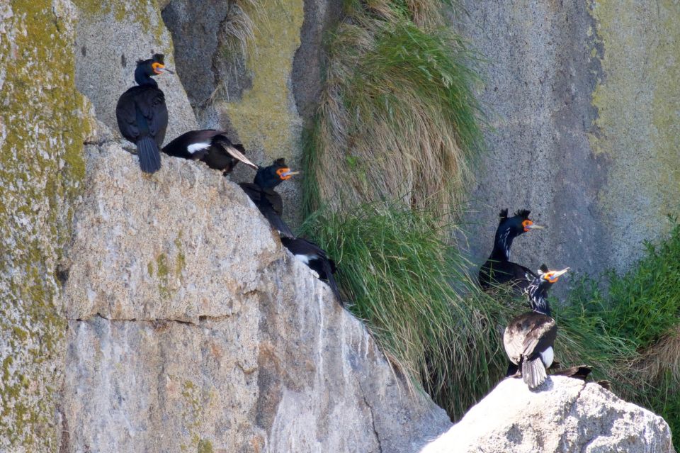 Seward: Kenai Fjords National Park Extended Cruise - Glacier Exploration