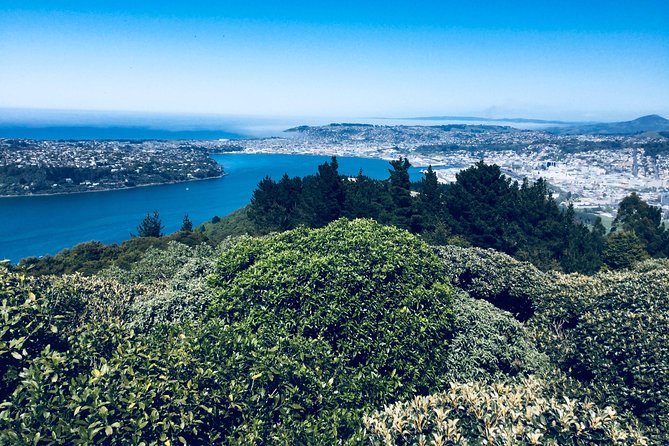 Shore Excursion: Dunedin City, Otago Peninsula, Castle Gardens & Olveston Tour - Common questions