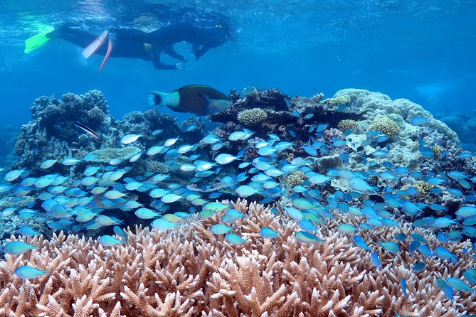 Silversonic Outer Great Barrier Reef Cruise From Port Douglas - Booking and Cancellation