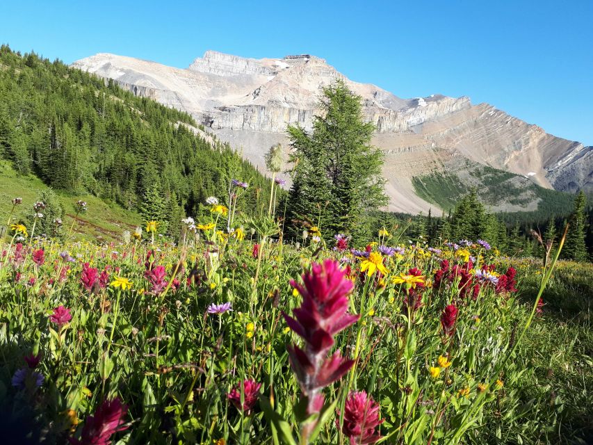 Skoki Lake Louise Daily Guided Hike in the Canadian Rockies - Key Points