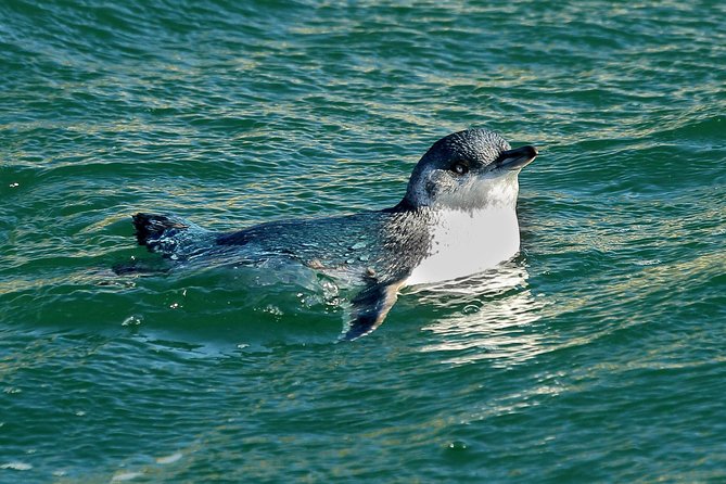 Small-Group Dunedin Wildlife Cruise - Common questions