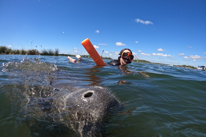 Small Group Manatee Swim Tour With In Water Guide - Sum Up